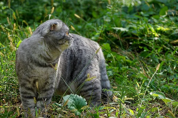 Čistokrevná Šedá Kočka Procházce Mezi Zelenými Rostlinami — Stock fotografie