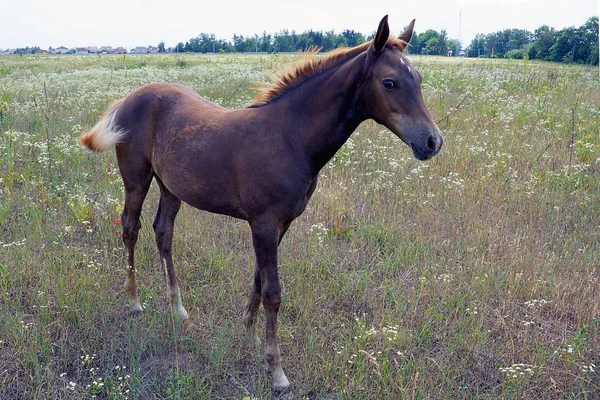 一匹棕色的小马矗立在青草和花朵中 — 图库照片