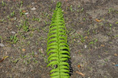 doğada gri bir toprağa karşı yaprakları ile uzun yeşil eğrelti otu