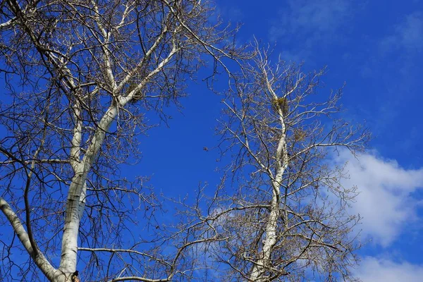 Gray Dry Trees Poplar Branches Blue Sky Clouds — Stock Photo, Image