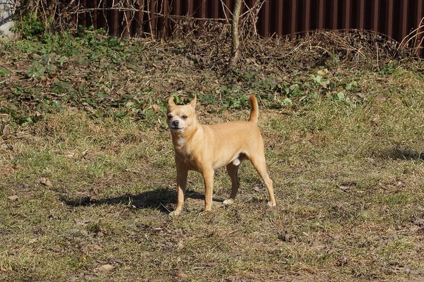 Pequeno Cão Marrom Irritado Grama Fora — Fotografia de Stock