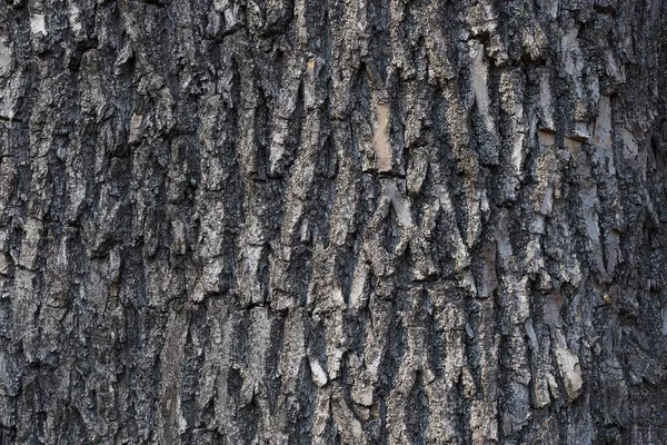 Textura Casca Natural Cinza Árvore — Fotografia de Stock