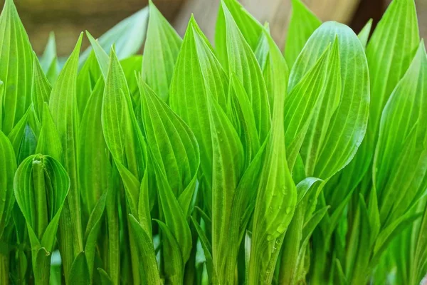 Φυτό Υφή Από Μια Σειρά Από Πράσινα Φύλλα Κρίνα Της — Φωτογραφία Αρχείου