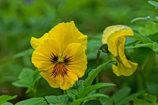 Bahçede Yeşil Çim Arasında Iki Sarı Pansy Çiçek — Stok fotoğraf