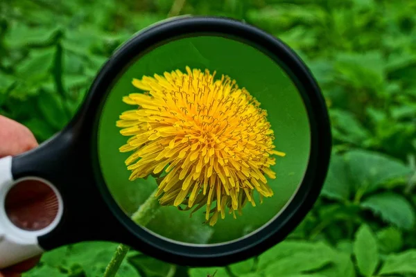 Eine Lupe Vergrößert Die Knospe Einer Gelben Löwenzahnblüte Grünen Gras — Stockfoto
