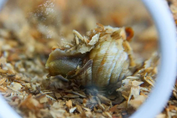 Lupa Blanca Agranda Caracol Marrón Serrín Madera — Foto de Stock