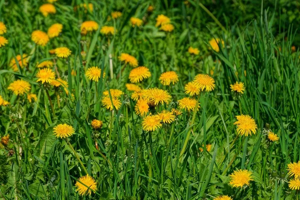 田野里绿草丛中有很多黄色的蒲公英 — 图库照片