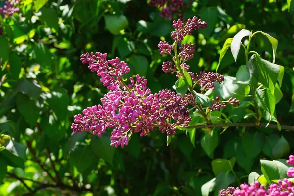 Pequeñas Flores Rojas Color Lila Una Rama Con Hojas Verdes — Foto de Stock