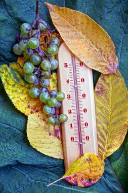 Sarı düşmüş yaprakları ve yeşil üzüm bir demet ile Termometre