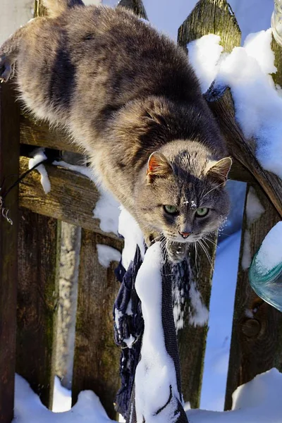 Gato Cinza Andando Uma Cerca Neve — Fotografia de Stock