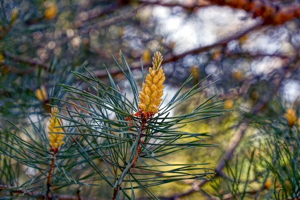 Lange Groene Dennentakken Een Dennenboom Het Zonlicht Het Bos — Stockfoto