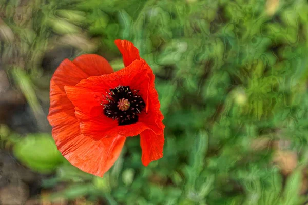 Red Flower Blooming Poppy — Stock Photo, Image