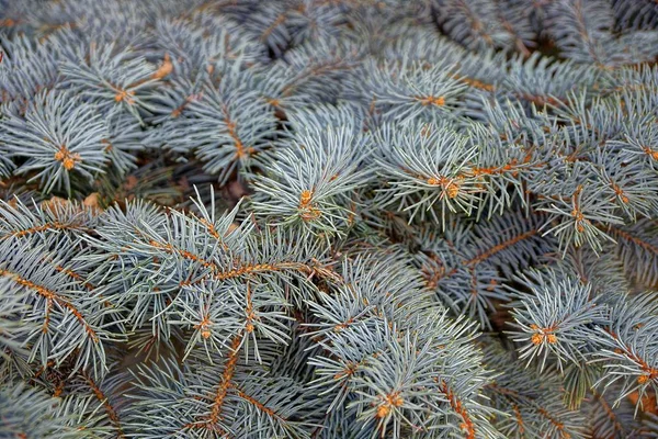 Des Branches Conifères Vertes Sur Une Grande Épinette Dans Forêt — Photo