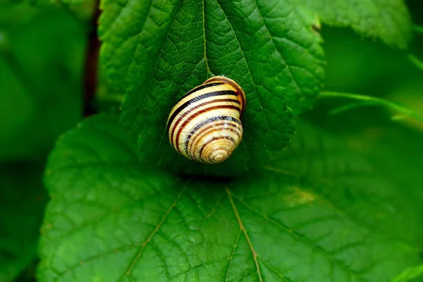 Gray Snail Shell Green Leaf — Stock Photo, Image