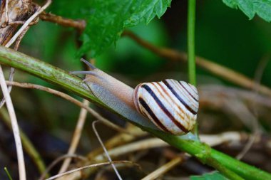 bir bitkinin ıslak yeşil dalı üzerinde sürünen bir kahverengi salyangoz