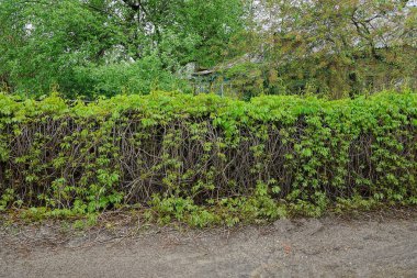 yol dışında bitkilerin dalları ve yeşil yaprakları ile büyümüş uzun bir eski çit