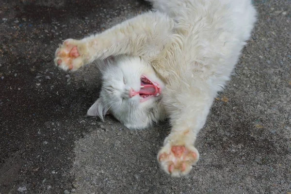 Gato Branco Está Bocejando Brincando Com Suas Patas Deitadas Asfalto — Fotografia de Stock