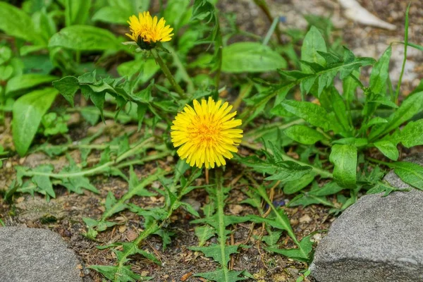 緑の葉を持つ黄色いタンポポの花が灰色の石の間で育つ — ストック写真