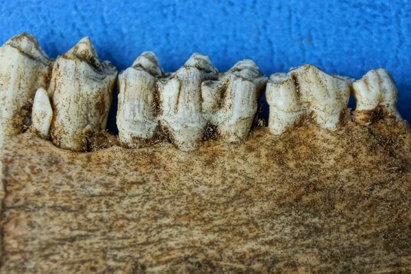 an old gray jaw of an animal with teeth lies on a blue table