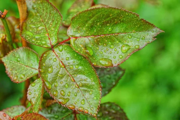 Πράσινα Βρεγμένα Φύλλα Κλαδί Τριανταφυλλιάς Σταγόνες Νερού — Φωτογραφία Αρχείου