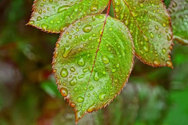 Πράσινα Φύλλα Ένα Κλαδί Ενός Ροδοθάμνο Σταγόνες Νερού — Φωτογραφία Αρχείου