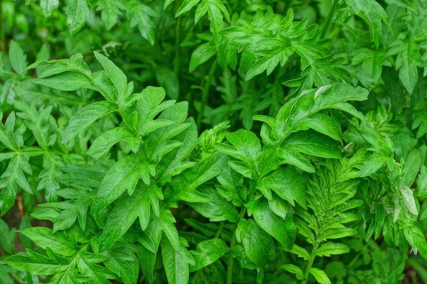 natural plant texture from the wet green leaves of plants