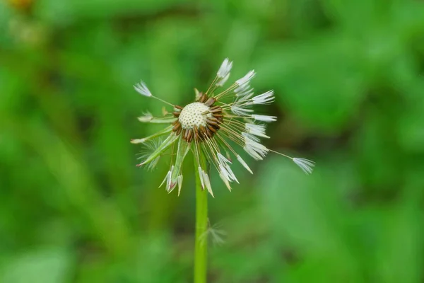 Ein Weißer Alter Löwenzahn Auf Einem Grünen Stiel Der Natur — Stockfoto