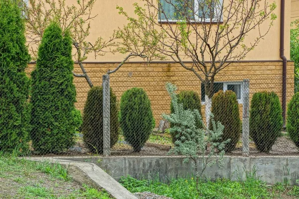 Metal Mesh Fence Many Coniferous Green Plants Brown Wall House — Stock Photo, Image