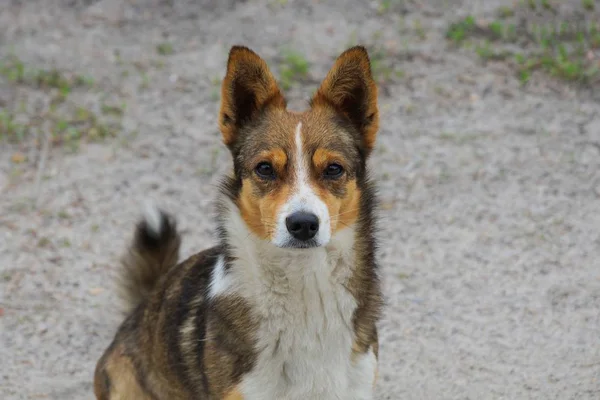 Brun Fläckig Hund Står Vägen Sanden Utanför — Stockfoto