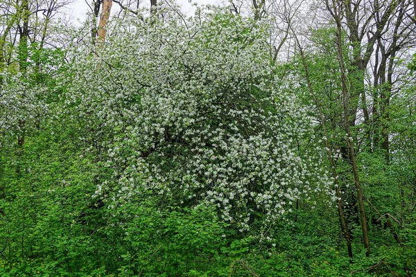 Δέντρο Λευκά Λουλούδια Κλαδιά Ένα Καταπράσινο Κήπο — Φωτογραφία Αρχείου