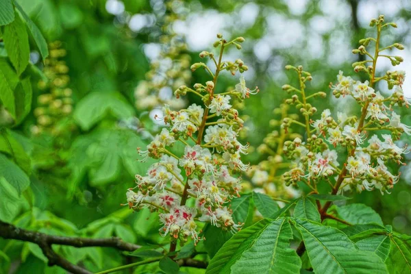 Белые Каштановые Цветы Зелеными Листьями Ветке Дерева — стоковое фото