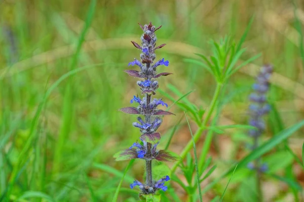 Une Longue Fleur Fleurs Sauvages Sur Une Tige Parmi Herbe — Photo