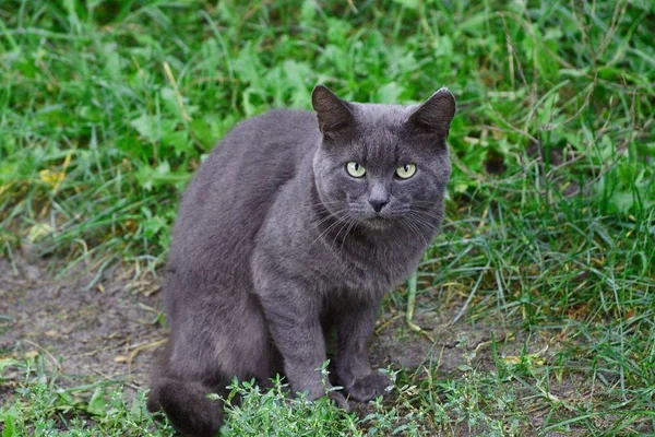 Szary Kot Siedzi Ziemi Zielonej Roślinności — Zdjęcie stockowe