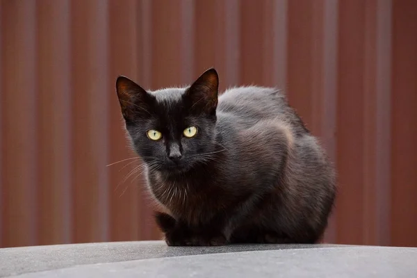 Gato Preto Senta Uma Superfície Cinza Fundo Marrom — Fotografia de Stock