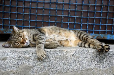 Gri çizgili bir kedi kafesli bir çitin yanında taş zeminde uyur.