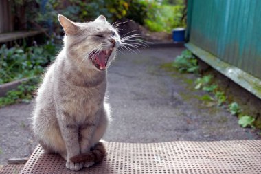 Geniş açık ağızlı gri bir kedi evin duvarına yakın bahçede oturur