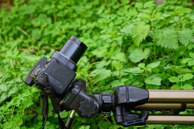 Yeşil bitkiler arasında tripod üzerinde kamera