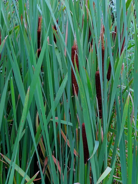 Zelená Vegetace Vysokých Reedů Břehu — Stock fotografie