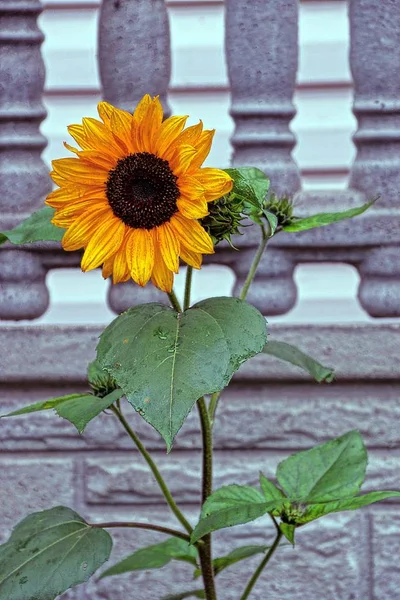 Beautiful Flowering Sunflower Yellow Color Brick Wall — Stock Photo, Image