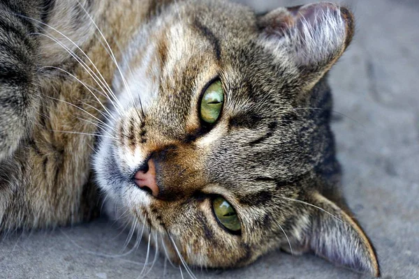 Piękny Kot Pasiasty Zielonymi Oczami Leży Ulicy — Zdjęcie stockowe