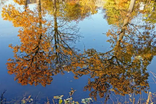 Réflexion Dans Eau Des Arbres Jaunes Automne — Photo