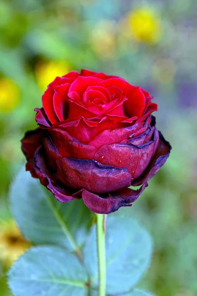 Botão Rosa Vermelho Uma Haste Verde Com Folhas — Fotografia de Stock