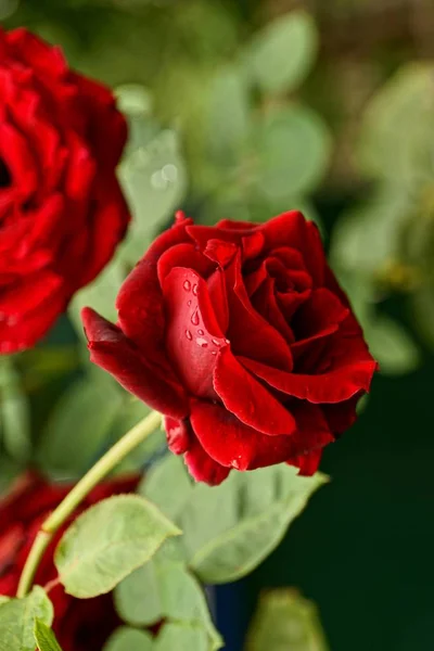 A red rose bud on a green stem with leaves