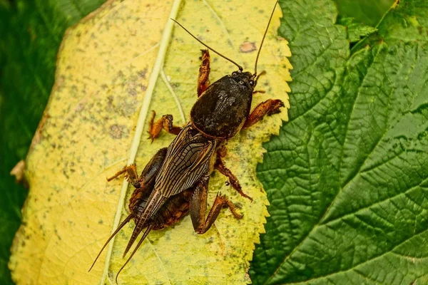 Großer Brauner Käfer Sitzt Auf Blättern Von Pflanzen — Stockfoto