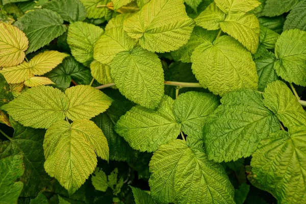 Bahçede Yeşil Sarı Ahududu Yaprakları — Stok fotoğraf