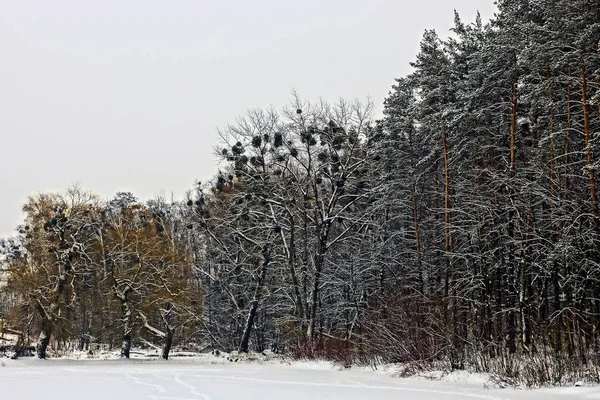 Der Rand Eines Winterwaldes Ufer Eines Zugefrorenen Sees — Stockfoto