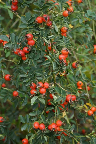 Lot Red Hips Branch Green Leaves — Stock Photo, Image