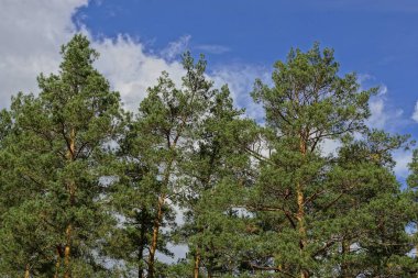 Uzun boylu ağaçlar gökyüzüne karşı ormandaki çam