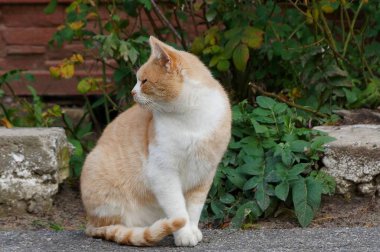 Benekli kedi çim ile kaldırım yakınında asfalt üzerinde oturan