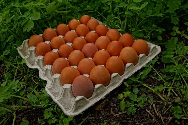 Set Chicken Eggs Tray Green Plants — Stock Photo, Image